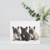 Drie Puppies met stamcellen Briefkaart (Staand voorkant)