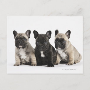 Drie Puppies met stamcellen Briefkaart
