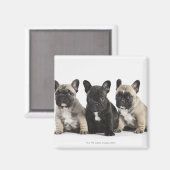 Drie Puppies met stamcellen Magneet (Voorkant / Achterkant)