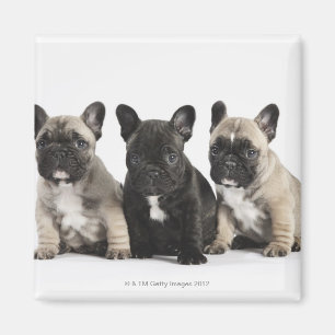 Drie Puppies met stamcellen Magneet