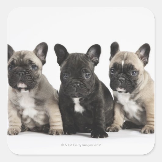 Drie Puppies met stamcellen Vierkante Sticker (Voorkant)