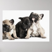 Drie Puppies Poster (Voorkant)