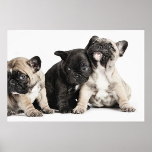 Drie Puppies Poster