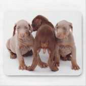Drie puppies van Doberman pinscher Muismat (Voorkant)