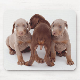 Drie puppies van Doberman pinscher Muismat