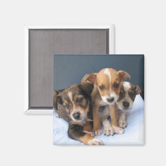 Drie pups magneet (Voorkant / Achterkant)