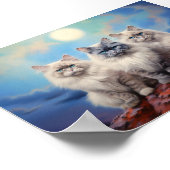 Drie Ragdoll katten Poster (Hoek)