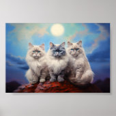 Drie Ragdoll katten Poster (Voorkant)