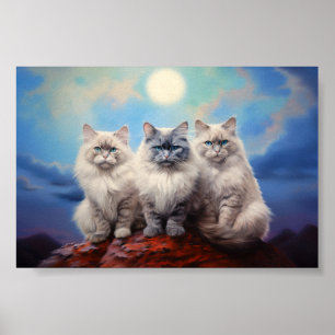 Drie Ragdoll katten Poster