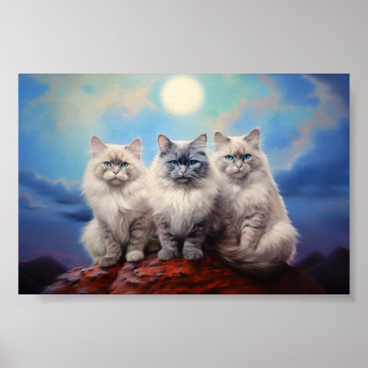 Drie Ragdoll katten Poster (Voorkant)