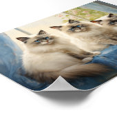 Drie Ragdoll katten Poster (Hoek)