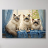 Drie Ragdoll katten Poster (Voorkant)