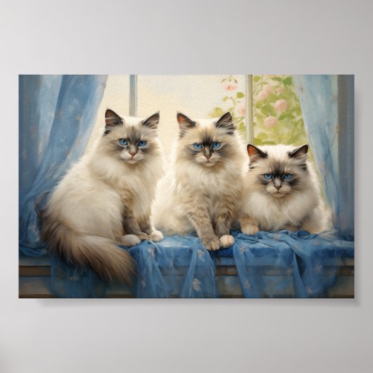Drie Ragdoll katten Poster (Voorkant)