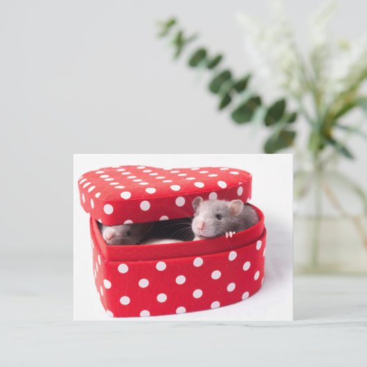 Drie ratten in een hartdoos briefkaart (Staand voorkant)