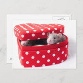 Drie ratten in een hartdoos briefkaart (Voorkant / Achterkant)