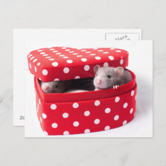 Drie ratten in een hartdoos briefkaart (Voorkant / Achterkant)