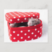 Drie ratten in een hartdoos briefkaart (Voorkant)