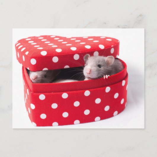 Drie ratten in een hartdoos briefkaart (Voorkant)