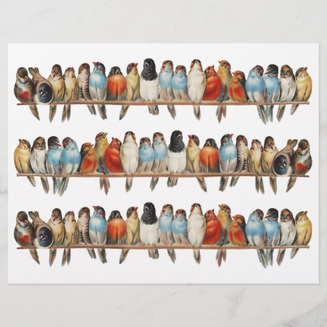 Drie rijen van echt  (geen AI) van vogels (Voorkant)