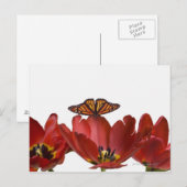 Drie rode tulpen en een monboogvlinder tegen elkaa briefkaart (Voorkant / Achterkant)