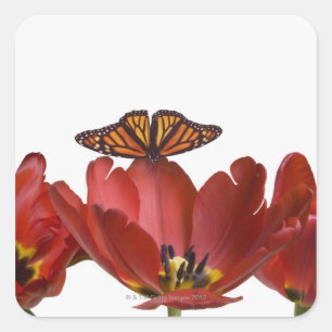 Drie rode tulpen en een monboogvlinder tegen elkaa vierkante sticker