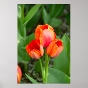 Drie rode tulpen Foto Poster