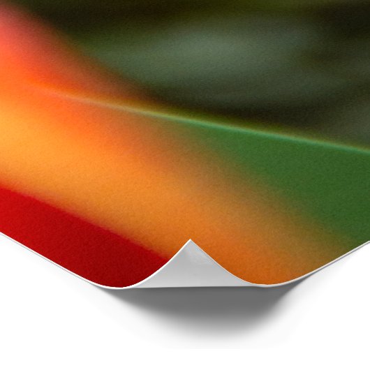 Drie rode tulpen Foto Poster (Hoek)