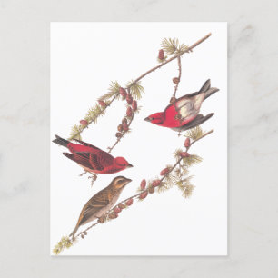 Drie rode vogels in de winter in Audubon's Paarse Briefkaart