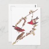 Drie rode vogels in de winter in Audubon's Paarse  Briefkaart (Voorkant / Achterkant)
