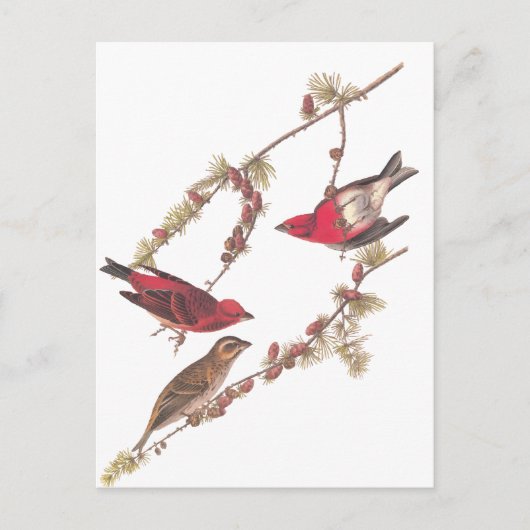 Drie rode vogels in de winter in Audubon's Paarse  Briefkaart (Voorkant)