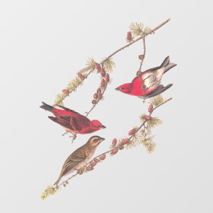 Drie rode vogels in de winter in Audubon's Paarse  Raamsticker
