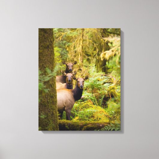 Drie Roosevelt-elandkoeien die uitzicht bekijken Canvas Afdruk (Voorkant)