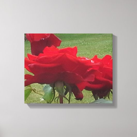 DRIE ROSES CANVAS AFDRUK (Voorkant)