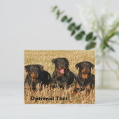 Drie rottweiler-honden - Doos met rotaties Briefkaart (Staand voorkant)