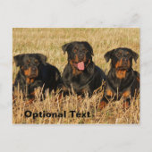 Drie rottweiler-honden - Doos met rotaties Briefkaart (Voorkant)