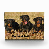 Drie rottweiler-honden - Doos met rotaties Fotoblokken (Voorkant)