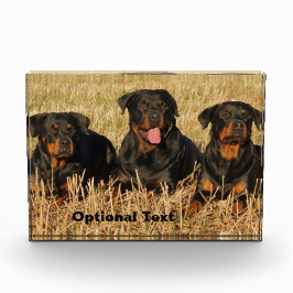 Drie rottweiler-honden - Doos met rotaties Fotoblokken