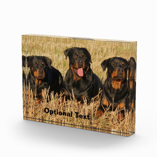 Drie rottweiler-honden - Doos met rotaties Fotoblokken (Rechts)