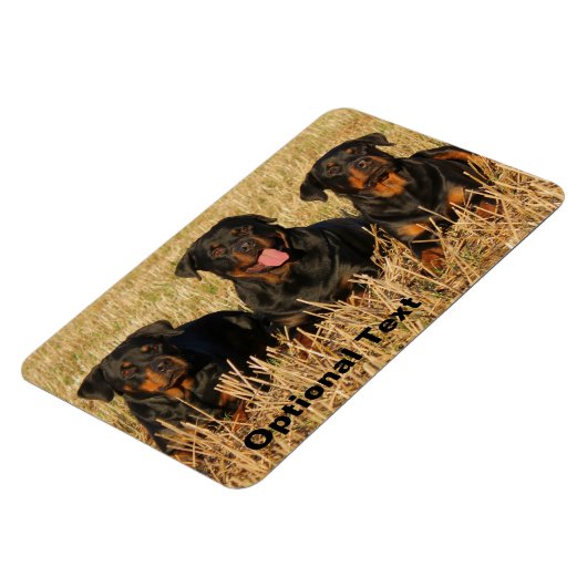 Drie rottweiler-honden - Doos met rotaties Magneet (Linkerzijde)