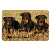 Drie rottweiler-honden - Doos met rotaties Magneet (Horizontaal)