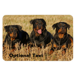 Drie rottweiler-honden - Doos met rotaties Magneet