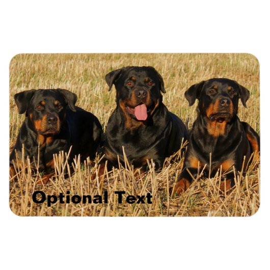 Drie rottweiler-honden - Doos met rotaties Magneet (Horizontaal)