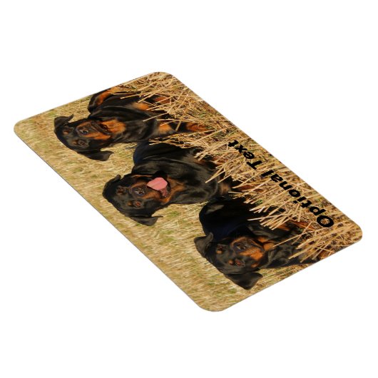 Drie rottweiler-honden - Doos met rotaties Magneet (Rechterzijde)