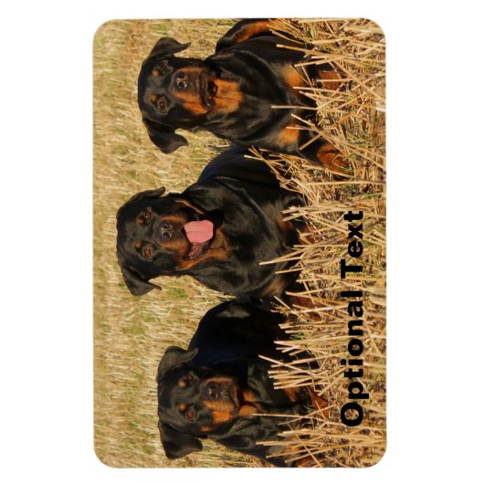 Drie rottweiler-honden - Doos met rotaties Magneet (Verticaal)