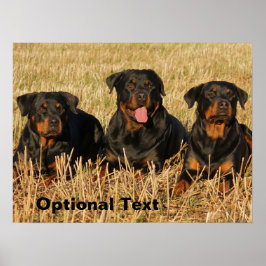 Drie rottweiler-honden - Doos met rotaties Poster