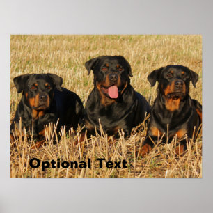 Drie rottweiler-honden - Doos met rotaties Poster