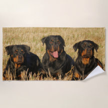 Drie rottweiler-honden - Doos met rotaties