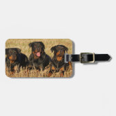Drie Rottweiler Honden - Meute van Rotties Bagagelabel (Voorkant horizontaal)