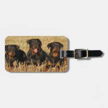 Drie Rottweiler Honden - Meute van Rotties