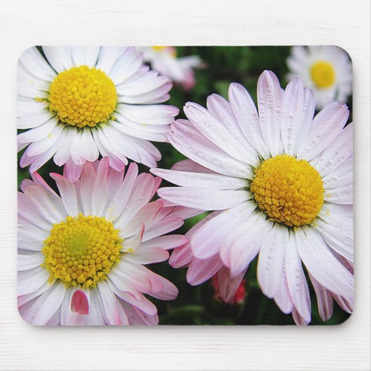 Drie roze daisies mousepad muismat (Voorkant)